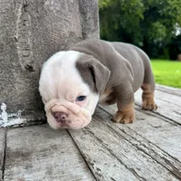 Male, Lilac Tri, a male English Bulldog for sale in Houston, TX – 3 of 10