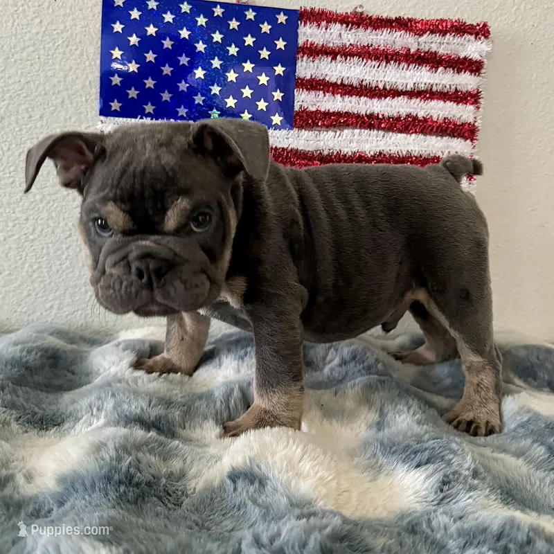 Male, blue and tan – English Bulldog puppy for sale in Houston, TX