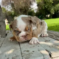 Female, Lilac Tri Merle, a female English Bulldog for sale in Houston, TX – 4 of 7
