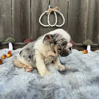 Female, Black Tri Merle, a female English Bulldog for sale in Houston, TX – 4 of 6