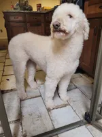 Moki Spayed, a female Poodle - Standard  for sale in Sevierville, TN – 9 of 10