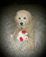 Moki Spayed, a female Poodle - Standard  for sale in Sevierville, TN – 2 of 10