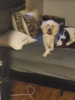 Moki Spayed, a female Poodle - Standard  for sale in Sevierville, TN – 5 of 10