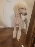 Moki Spayed, a female Poodle - Standard  for sale in Sevierville, TN – 10 of 10