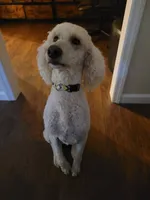 Moki Spayed, a female Poodle - Standard  for sale in Sevierville, TN – 8 of 10