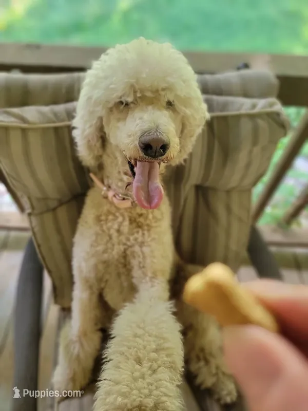 Moki Spayed – Poodle - Standard  puppy for sale in Sevierville, TN