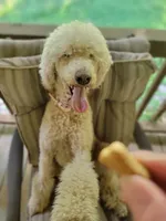 Moki Spayed, a female Poodle - Standard  for sale in Sevierville, TN – 1 of 10