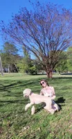 Moki Spayed, a female Poodle - Standard  for sale in Sevierville, TN – 4 of 10