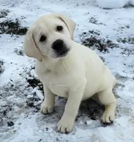 Snow, a male Labrador Retriever for sale in Middleburg, PA – Photo 3 of 3