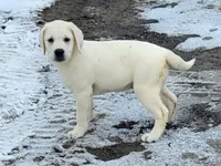 Snow, a male Labrador Retriever for sale in Middleburg, PA – Photo 1 of 3