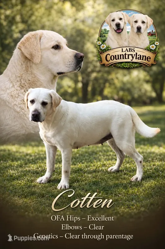 Cotten – Labrador Retriever puppy for sale in Middleburg, PA