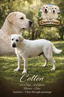 Cotten, a female Labrador Retriever for sale in Middleburg, PA – 1 of 1