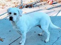 Misty, a female Labrador Retriever for sale in Middleburg, PA – 2 of 5