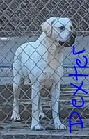 Dexter, a male Labrador Retriever for sale in Middleburg, PA – 2 of 7