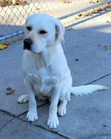 Misty, a female Labrador Retriever for sale in Middleburg, PA – 1 of 4