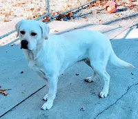 Misty, a female Labrador Retriever for sale in Middleburg, PA – 2 of 4