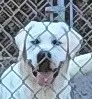 Dexter, a male Labrador Retriever for sale in Middleburg, PA – 4 of 7