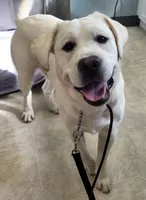 Dexter, a male Labrador Retriever for sale in Middleburg, PA – 6 of 7