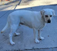 Misty, a female Labrador Retriever for sale in Middleburg, PA – 3 of 4