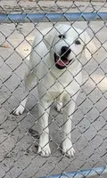 Summer, a female Labrador Retriever for sale in Middleburg, PA – 2 of 2