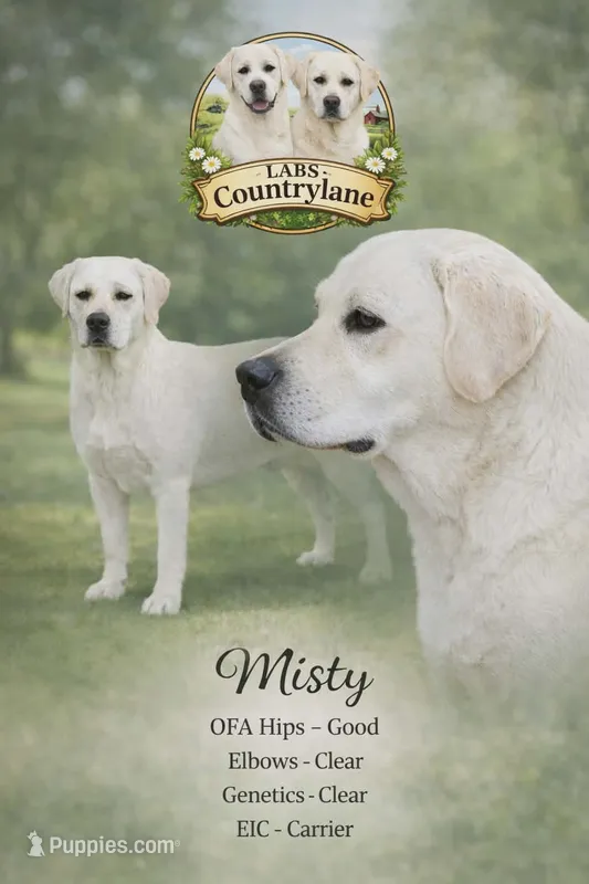 Misty – Labrador Retriever puppy for sale in Middleburg, PA