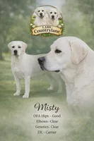 Misty, a female Labrador Retriever for sale in Middleburg, PA – 1 of 5