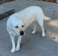 Misty, a female Labrador Retriever for sale in Middleburg, PA – 4 of 5