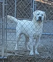 Dexter, a male Labrador Retriever for sale in Middleburg, PA – 3 of 7