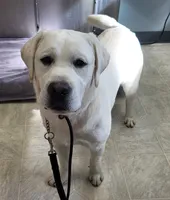 Dexter, a male Labrador Retriever for sale in Middleburg, PA – 5 of 7