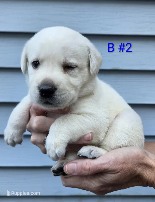 Sam – Labrador Retriever puppy for sale in Middleburg, PA