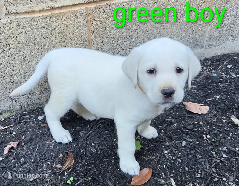 Sam – Labrador Retriever puppy for sale in Middleburg, PA