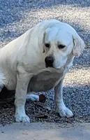 Misty, a female Labrador Retriever for sale in Middleburg, PA – 3 of 5