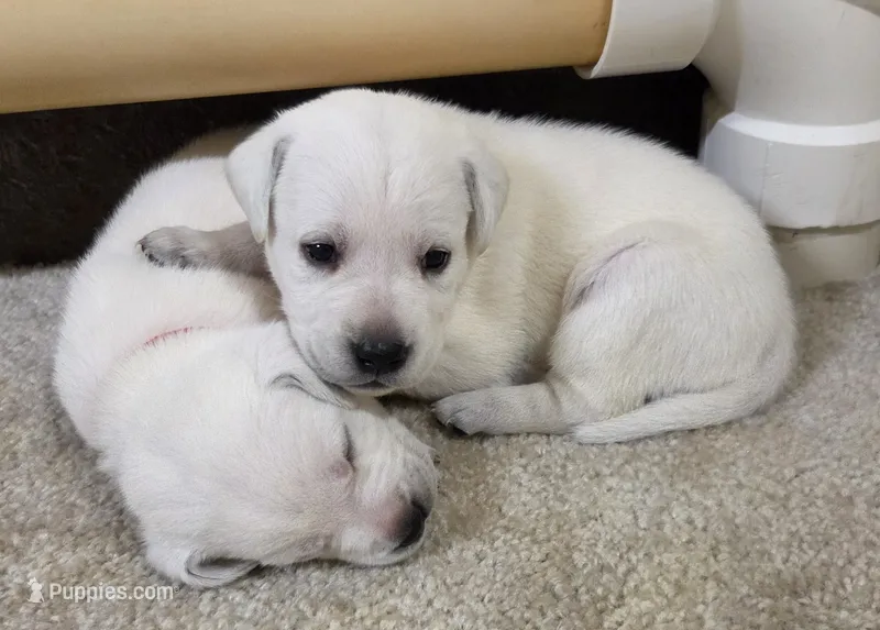 Sam – Labrador Retriever puppy for sale in Middleburg, PA
