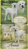 Sam, a male Labrador Retriever for sale in Middleburg, PA – 2 of 3