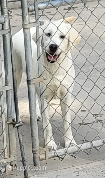 Summer – Labrador Retriever puppy for sale in Middleburg, PA