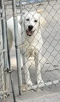 Summer, a female Labrador Retriever for sale in Middleburg, PA – 1 of 2