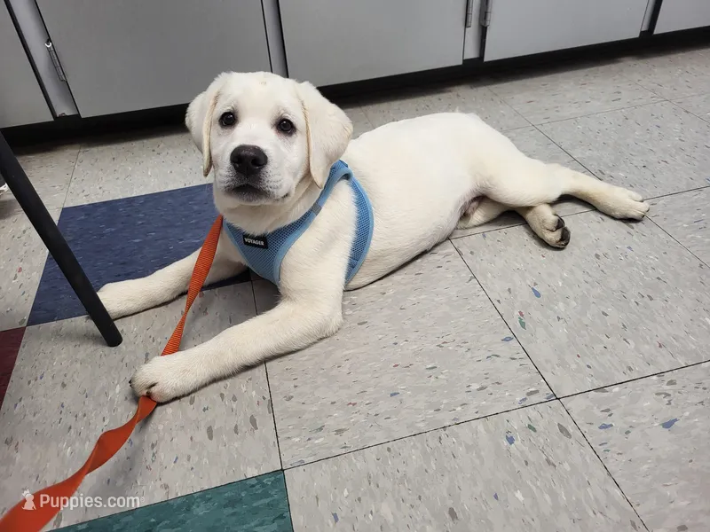 Iggy – Labrador Retriever puppy for sale in Middleburg, PA