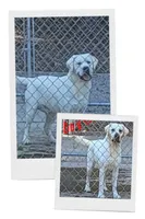 Dexter, a male Labrador Retriever for sale in Middleburg, PA – 7 of 7