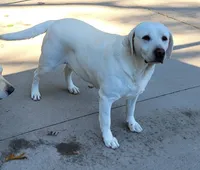 Misty, a female Labrador Retriever for sale in Middleburg, PA – 5 of 5