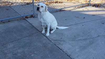 Misty, a female Labrador Retriever for sale in Middleburg, PA – 4 of 4