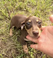Ella, a female Miniature Dachshund for sale in Astor, FL – 6 of 7