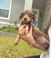 Ella, a female Miniature Dachshund for sale in Astor, FL – 7 of 7