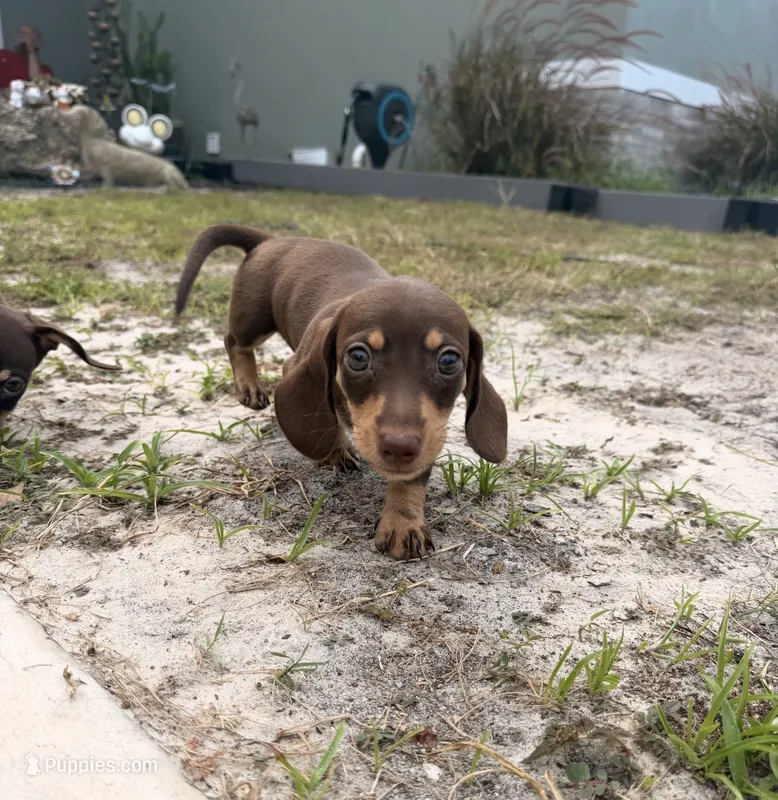 Ella – Miniature Dachshund puppy for sale in Astor, FL