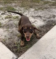 Ella, a female Miniature Dachshund for sale in Astor, FL – 2 of 7