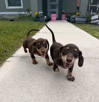 Ella, a female Miniature Dachshund for sale in Astor, FL – 3 of 7