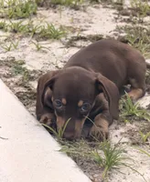 Ella, a female Miniature Dachshund for sale in Astor, FL – 4 of 7