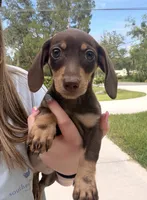 Ella, a female Miniature Dachshund for sale in Astor, FL – 5 of 7