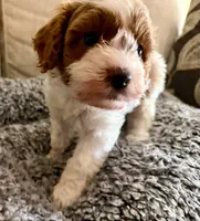 Jack, a male Cavapoo for sale in Lithia, FL – Photo 7 of 10