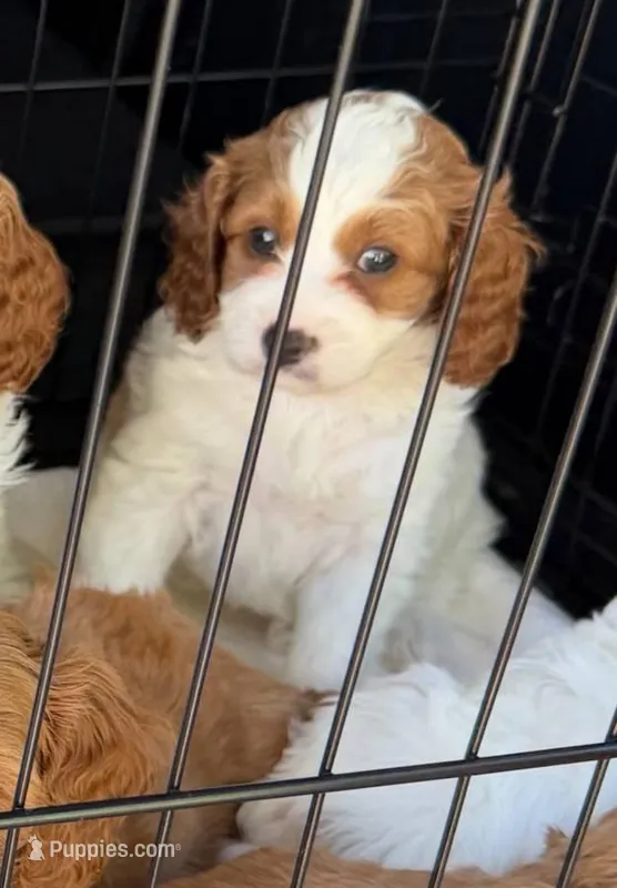Jack – Cavapoo puppy for sale in Lithia, FL