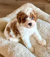 Jack, a male Cavapoo for sale in Lithia, FL – Photo 6 of 10